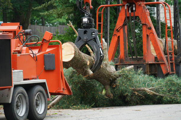 Best Tree Risk Assessment  in Union Hall, VA